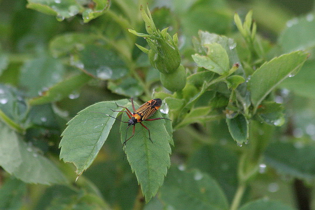 Miridae: Miris striatus del Trentino (M.Baldo)